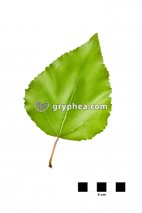 Peuplier deltoïde - feuille sur fond blanc (Populus deltoïdes) - gryphea.com